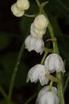 American lily-of-the-valley
